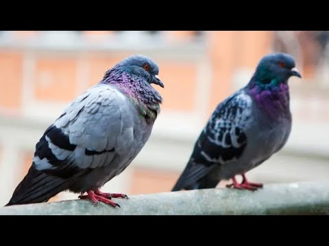 One of these birds is a Robot Drone and it's spying on you