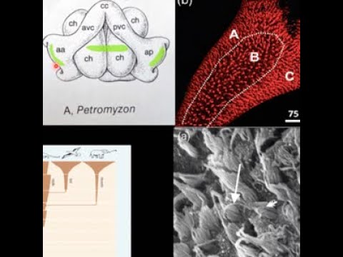 EARssentials 2023: The Evolution of the Auditory System