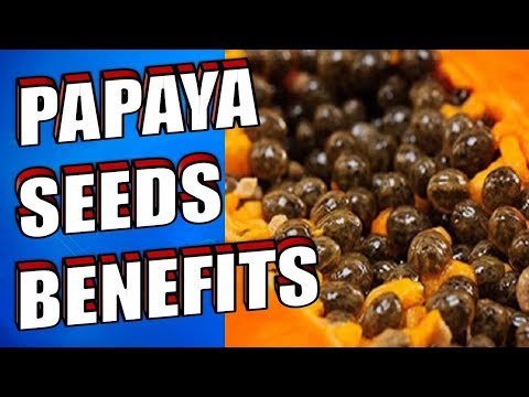 download lagu mp3 mp4 Nutritional Value Of Papaya Seeds, download lagu Nutritional Value Of Papaya Seeds gratis, unduh video klip Nutritional Value Of Papaya Seeds