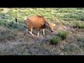 Cow Pooping 3