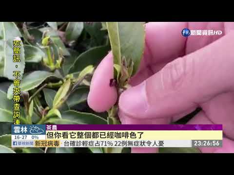 降霜凍壞春茶 南投茶農損失9900萬