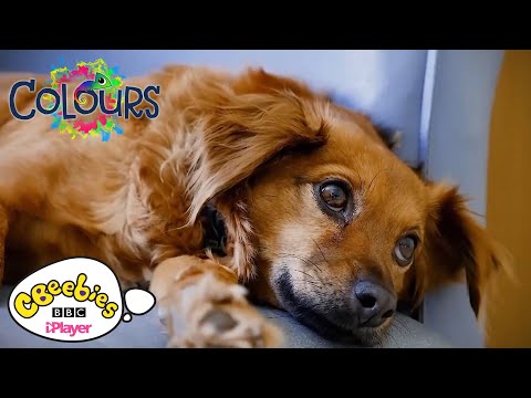 Colours｜オフィシャルトレイル｜CBeebies (Colours | Official Trail | CBeebies)