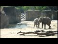 elefant: khin yadanar min.mov