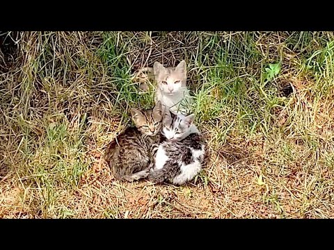 Rescue of young mama cat and her kittens abandoned next to the road