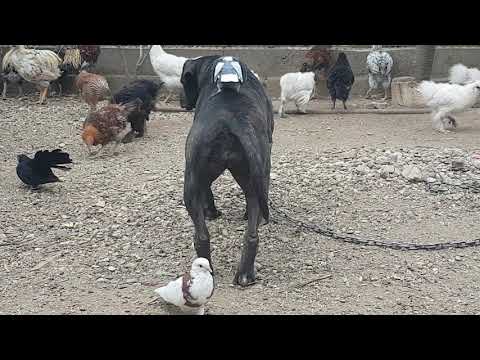 Roller de Birmingham....  periculos(MGV- Roata de Jos)