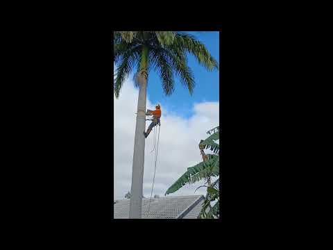 Cuban Royal Palm Removal & Stump Grind