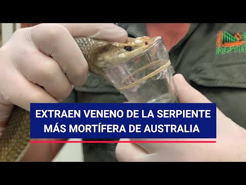 Extraen veneno de la serpiente más mortífera de Australia