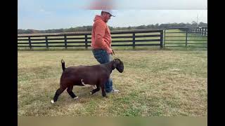 Fall 2025 Circle of Winners Sale Lot 23: BSMF SMOKEY BLACK NIGHTS (10981754)