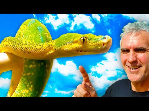 Krajta zelená džungľová (Morelia viridis) — tipy od chovateľa