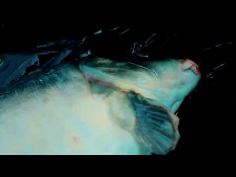 Carpkings - November 2013 HD