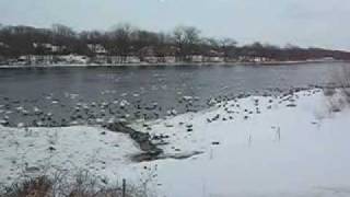 preview picture of video 'The Swans of Monticello, MN'