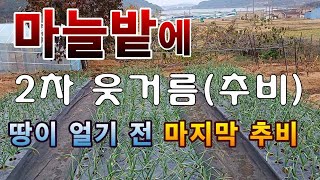 [텃밭농부.863]  마늘밭에 2차 웃거름 주는 방법. 올해 마지막 추비. #마늘재배