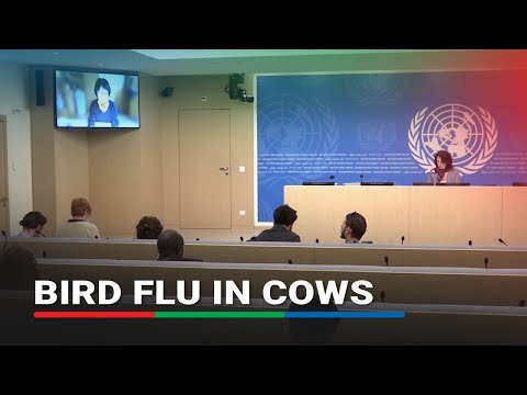 Risk of bird flu spreading to cows outside US, says WHO