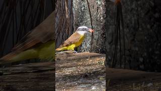 Bem te vi esperto descolou comida! #aves #pássaros
