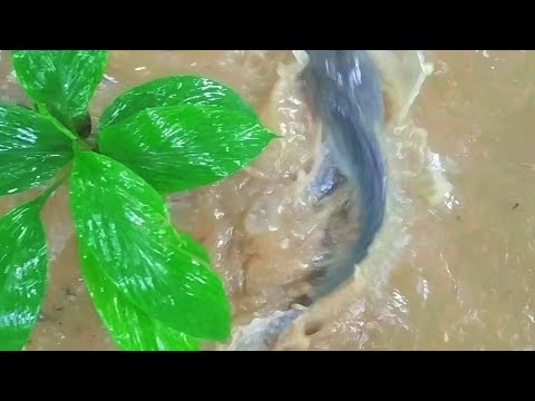 #Catfish #Fishing #catfishingIncredible Huge Catfish 8,5 feet - 250 LBS - HD by Yuri Grisendi