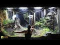 I Unleashed A Swarm Of Huntsman Spiders Into My Giant Rainforest Vivarium