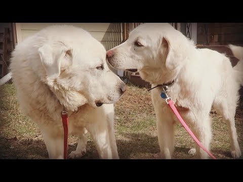 Old Livestock Guardian Dog Meets New LGD - Introducing a New Dog to a Current Dog