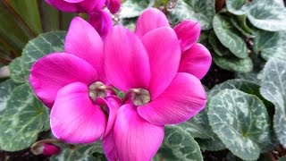 ** GOODBYE **    -   Acker Bilk