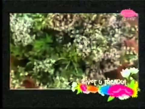 Neda Ukraden - Zivot u trendu 1_3 - (TV Pink 2009)
