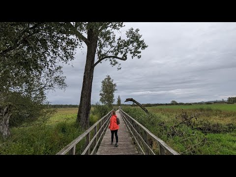 Naturerlebnispfad im Wackelwald Bad Buchau
