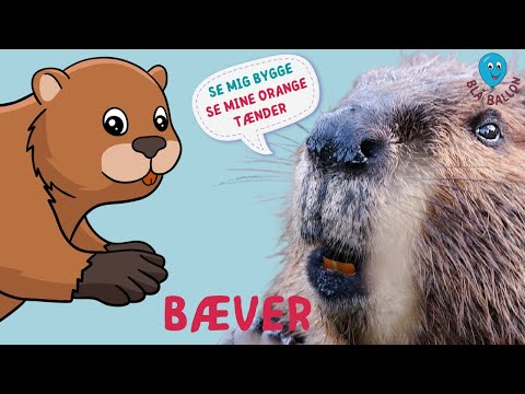 Sjov film om bæveren. Se en bæver bygge en dæmning. Se dens orange tænder. Og se den rede sin pels.