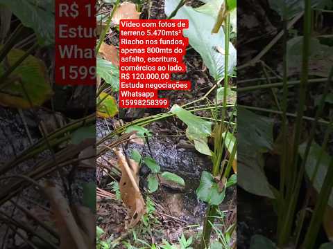 TERRENO rico de água IBIÚNA SP Grande, excelente preço #imoveisvenda #casa #interior #sitio #agua🏡