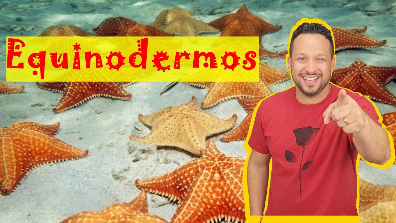 Equinodermos - Filo Echinodermata - Características Gerais - Invertebrados - Zoologia