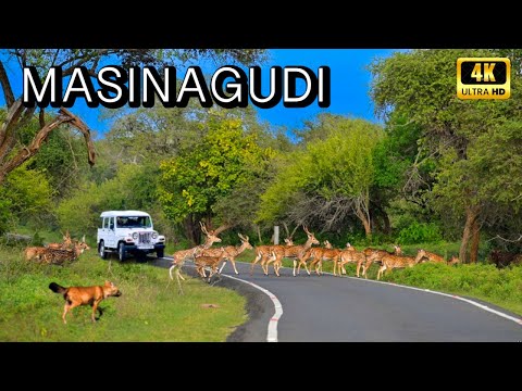 Mudumalai Tiger Reserve ന്റെ ഉള്ളിൽ താമസിച്ചു Masinagudi Explore ചെയ്യാം | 4K UHD