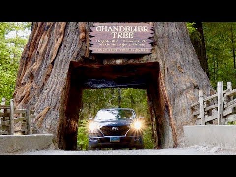 Sailing Treacherous Seas To The Tallest Trees On Earth - Ep. 159 RAN Sailing