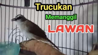 Download lagu Pancingan trucukan BETINA MEMANGGIL JANTAN pancingan trucuk BAHAN ombyokan dan macet bunyi mp3