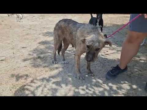 Vídeo de VENUS