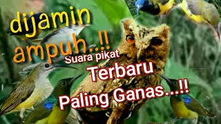 Download lagu Suara Pikat Burcil Ribut Paling Ganas mp3
