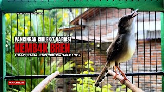 Download lagu suara burung CIBLEK GACOR NGEBREN Pancingan Ciblek Semi bahan jadikan ciblek kristal gacor Tarung mp3