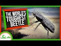 The Engineering Secrets Of The World S Toughest Beetle