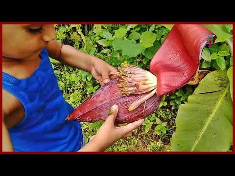 Awesome Cooking BANANA FLOWER Recipe-My village food-HEALTHY VILLAGE FOOD -How to Cook Banana Flower