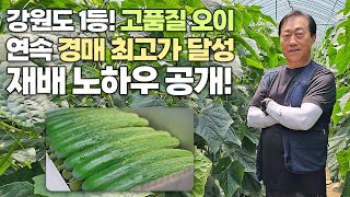 강원도 1등 오이! 내병성 & 상품성 모두 뛰어나 경매 최고가 기록한 오이 재배 비결 대공개