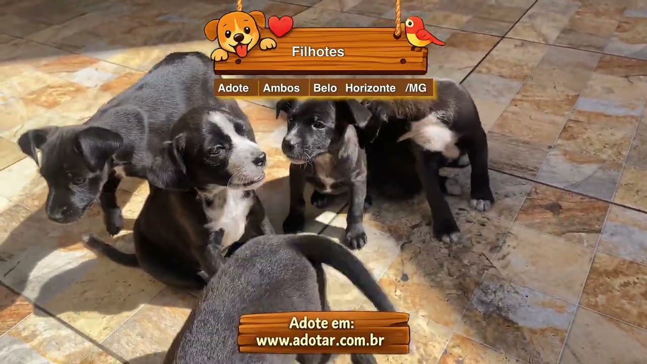 Cachorro raça SRD-ViraLata idade Abaixo de 2 meses nome Filhotes 