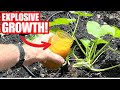 Even Dead And Diseased Plants Have Instant Growth Simple Kitchen Remedy