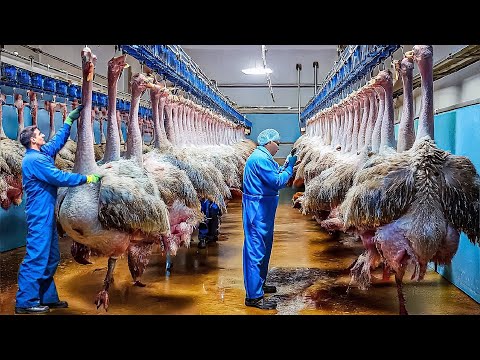 Mass Ostrich Farming in China: Meat, Skin and Eggs on a Large Scale