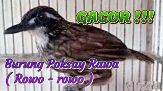 Download lagu Suara burung Rowo - Rowo ( Poksay Rawa ) mp3 Download lagu Suara burung Rowo - Rowo ( Poksay Rawa ) mp3