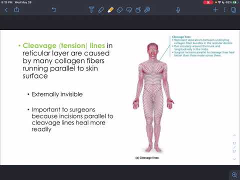 CH5 - Integumentary System - Part 1