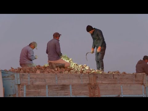 Масохист немесе құлды қалай анықтауға болады