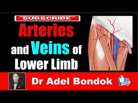 Arteries and Veins of the Lower Limb, Dr Adel Bondok