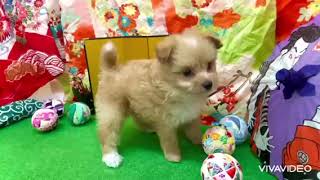 ハーフ犬の動画01