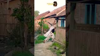 Download lagu Diejek cupu!! Barongan Telon ngamuk... #shorts #barongan mp3