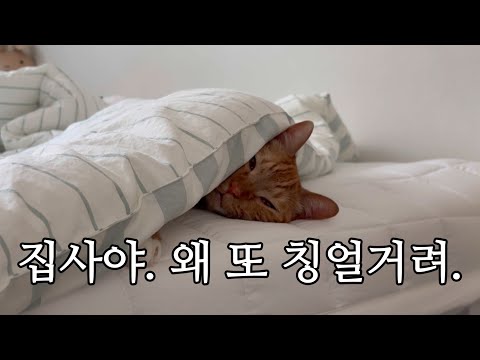 고양이 vs 집사 맞짱 뜨면 누가 이기냐구요?