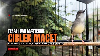 Download lagu suara burung CIBLEK GACOR NGEBREN Pancingan Ciblek Semi bahan jadikan ciblek kristal gacor Tarung mp3