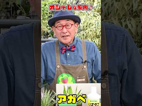 園芸 アガスタッシュ