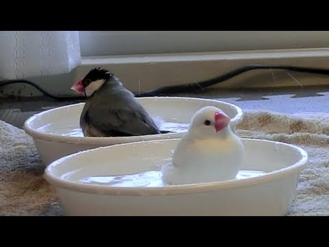 download lagu mp3 mp4 文鳥 水, download lagu 文鳥 水 gratis, unduh video klip 文鳥 水