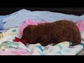 Cavapoo dogs for sale: Roxy  - Video 1